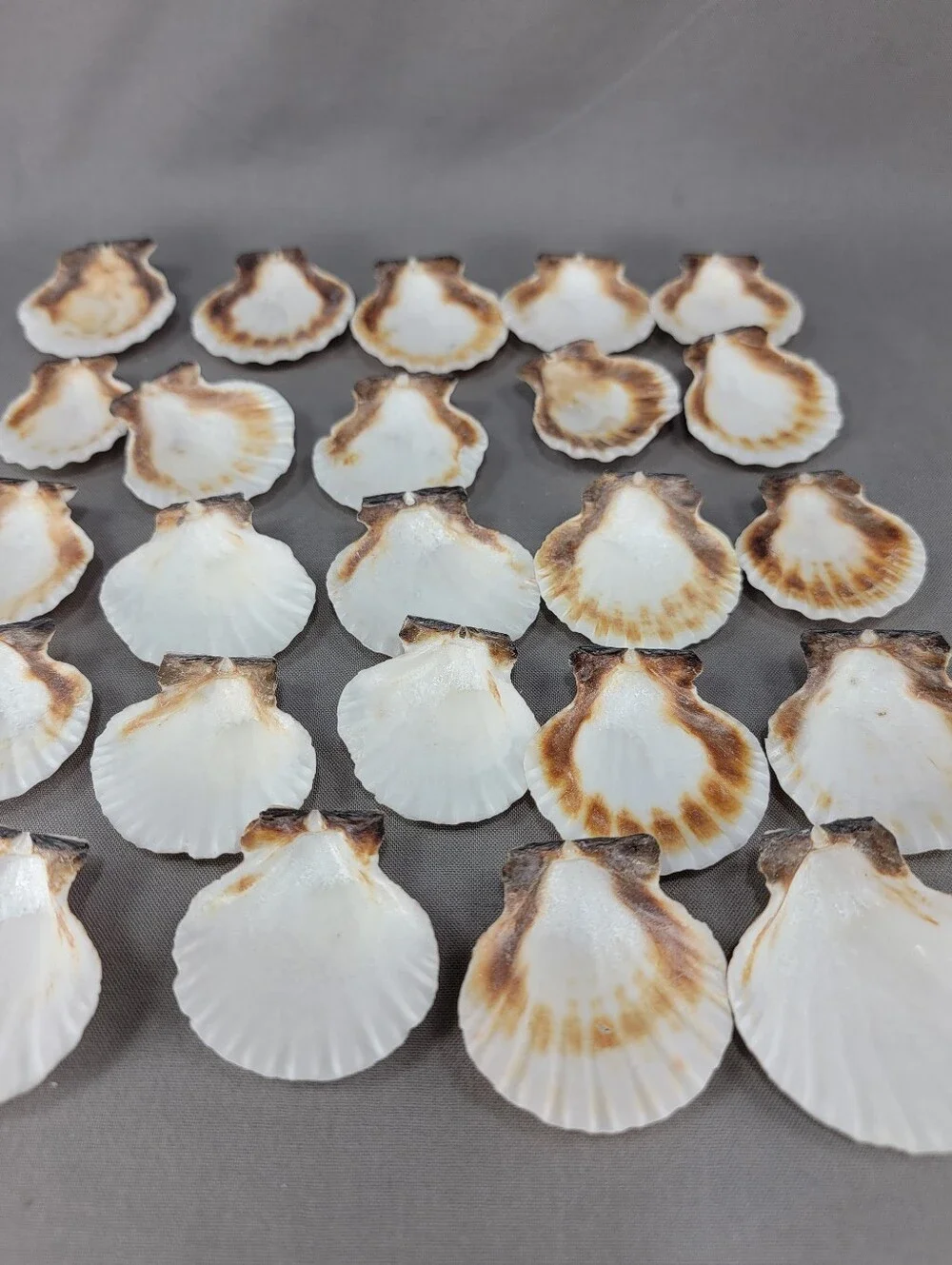 Scallop Seashell Shell Coastal Beach Decor Crafts Miscellaneous Lot